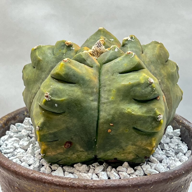 特選紅葉ヘキラン　古木　木質化アストロフィツム　ランポー Astrophytum myriostigma アストロフィツム 紅葉ヘキラン 紅葉碧瑠璃