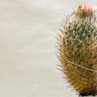 ギムノカクタス　サブラネウス