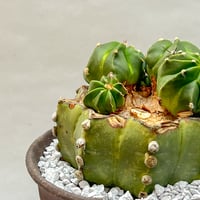 アストロフィツム エイリアンランポー | monkey plants