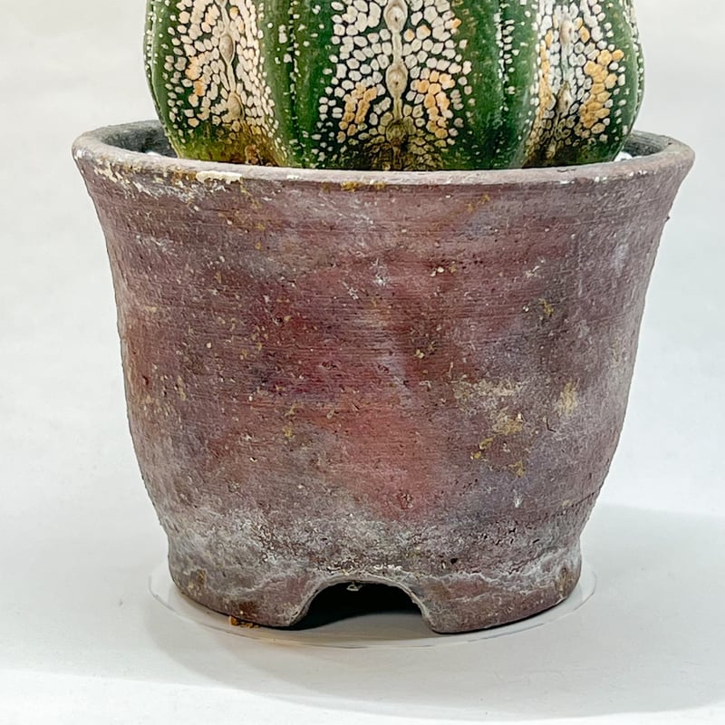 アストロフィツム スーパー兜丸 | monkey plants