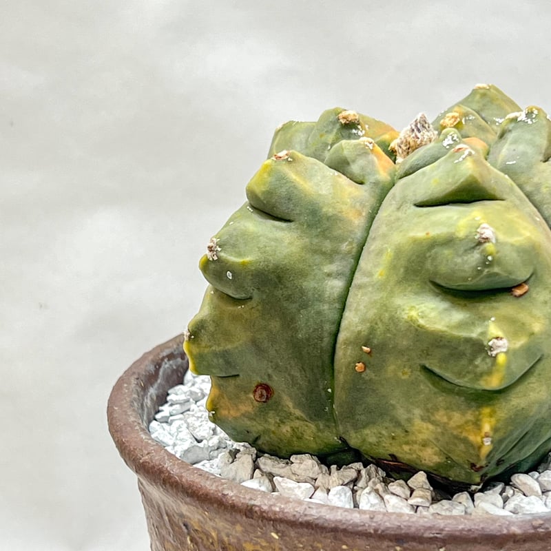 アストロフィツム 紅葉ランポー | monkey plants