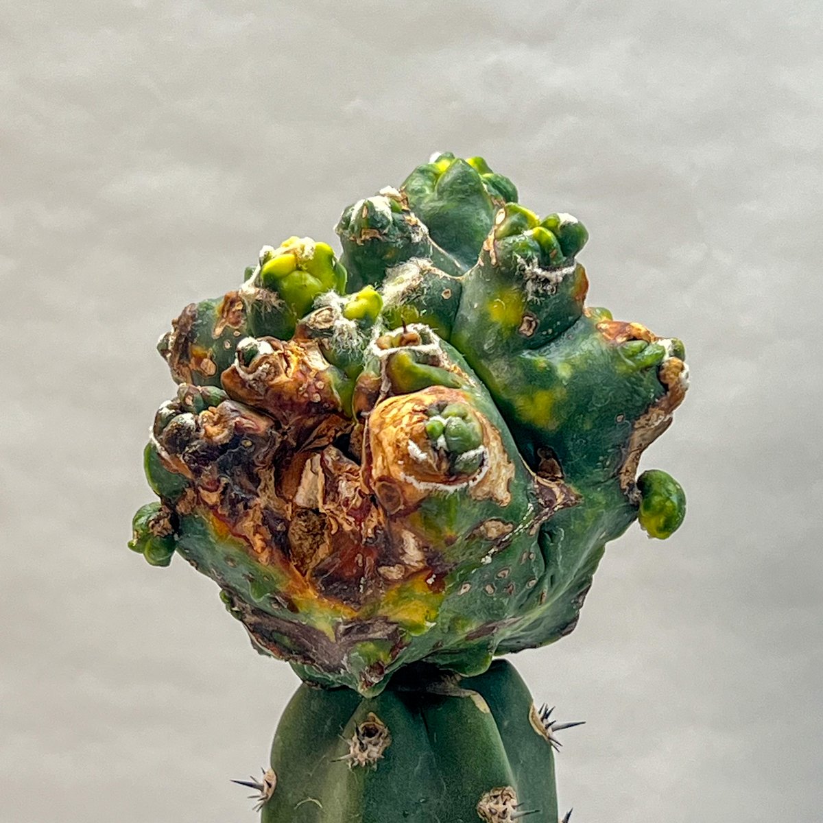 アストロフィツム エイリアンランポー | monkey plants