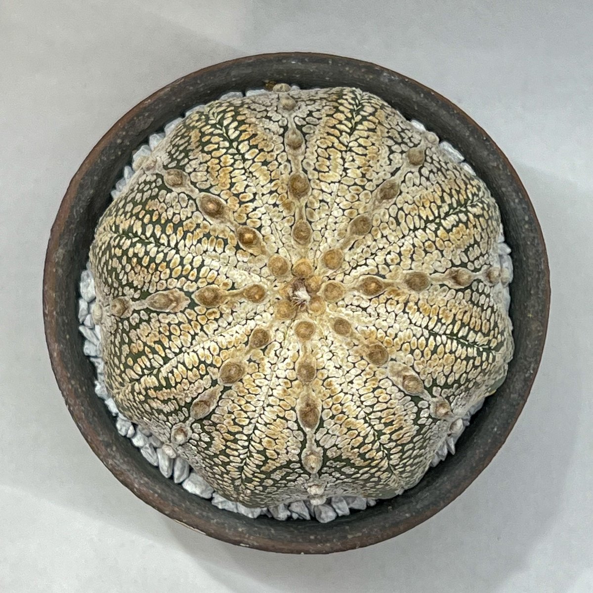 アストロフィツム 兜丸 (スーパー兜、ミラクル兜交配 6株まとめ売り