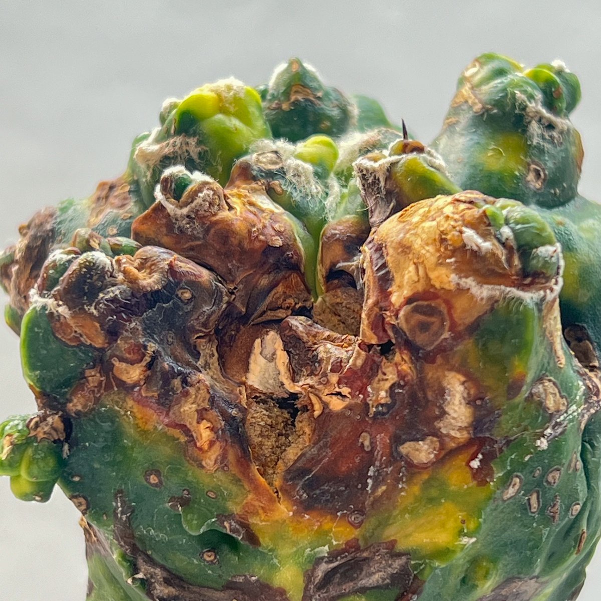 アストロフィツム エイリアンランポー | monkey plants