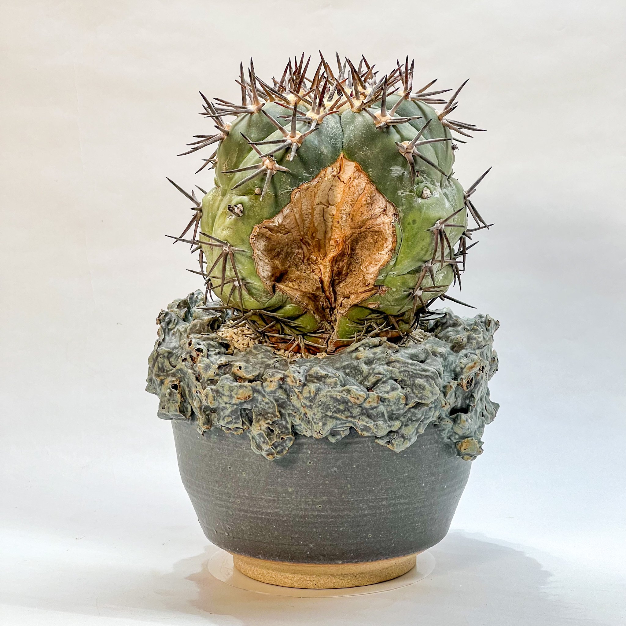 エキノカクタス 雷帝 錦 | monkey plants