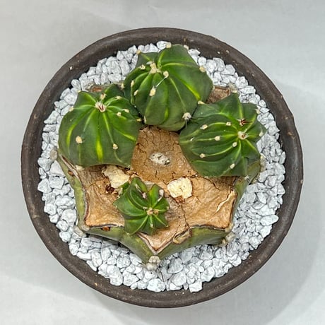 品種不明