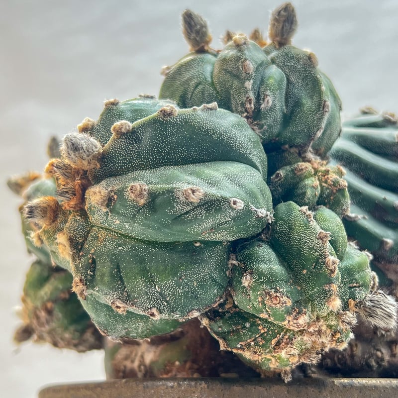 アストロフィツム 特大碧瑠璃ランポー | monkey plants