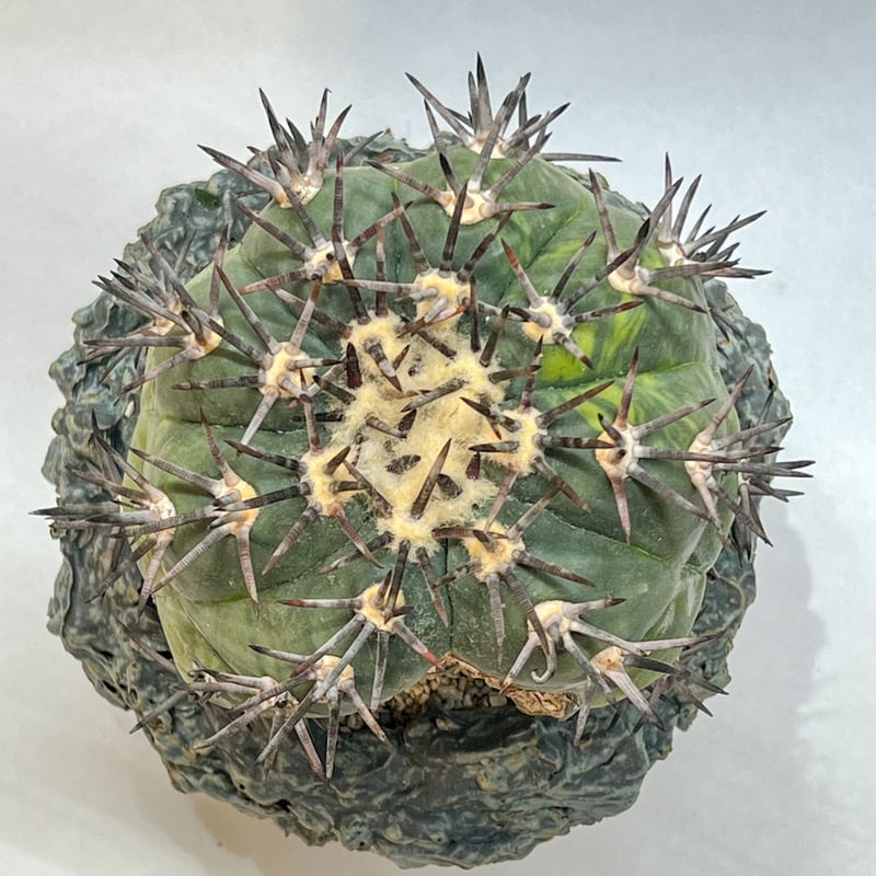 エキノカクタス 雷帝 錦 | monkey plants