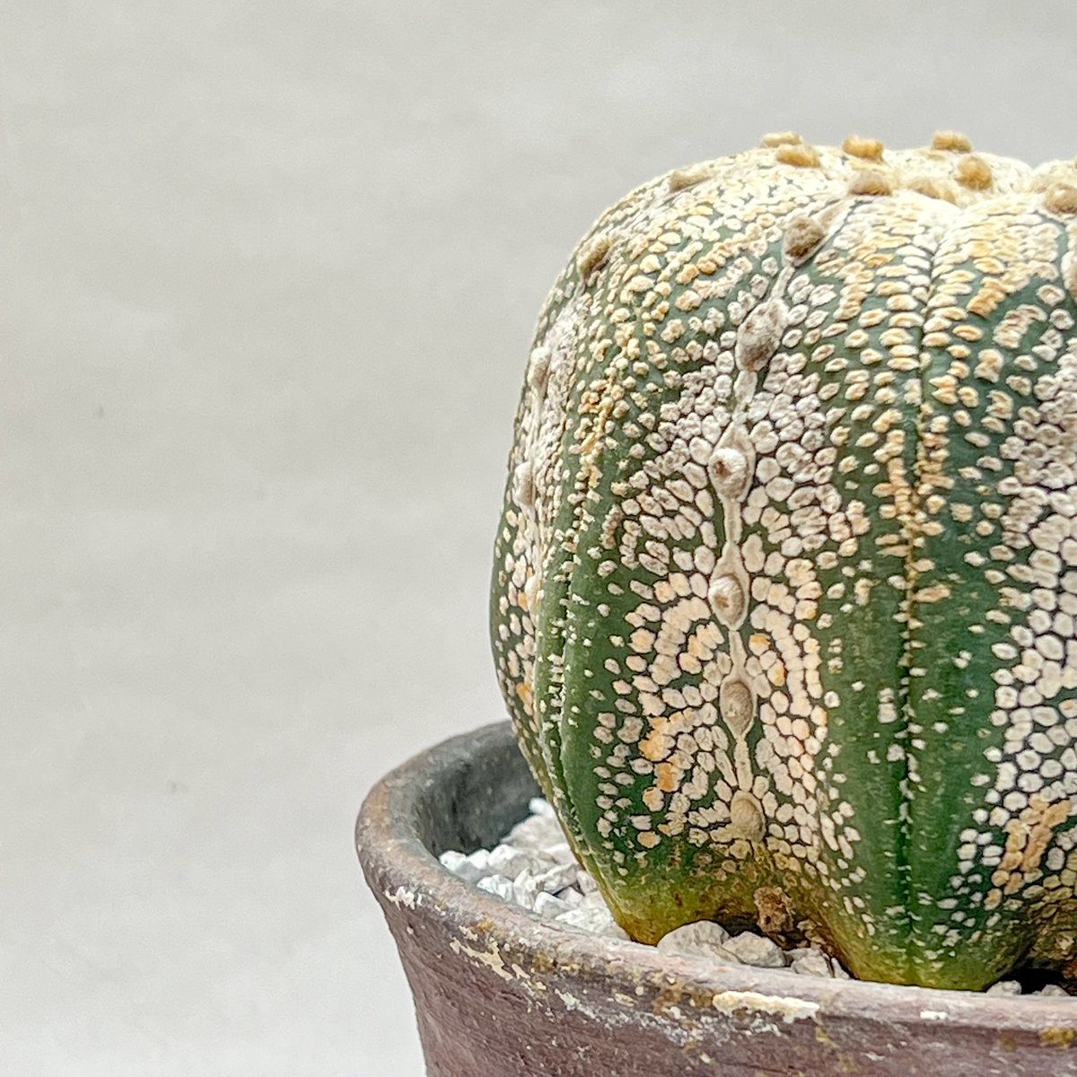 アストロフィツム スーパー兜丸 | monkey plants