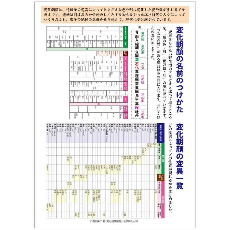 変化朝顔図鑑 クリアファイル | 化学同人グッズショップ