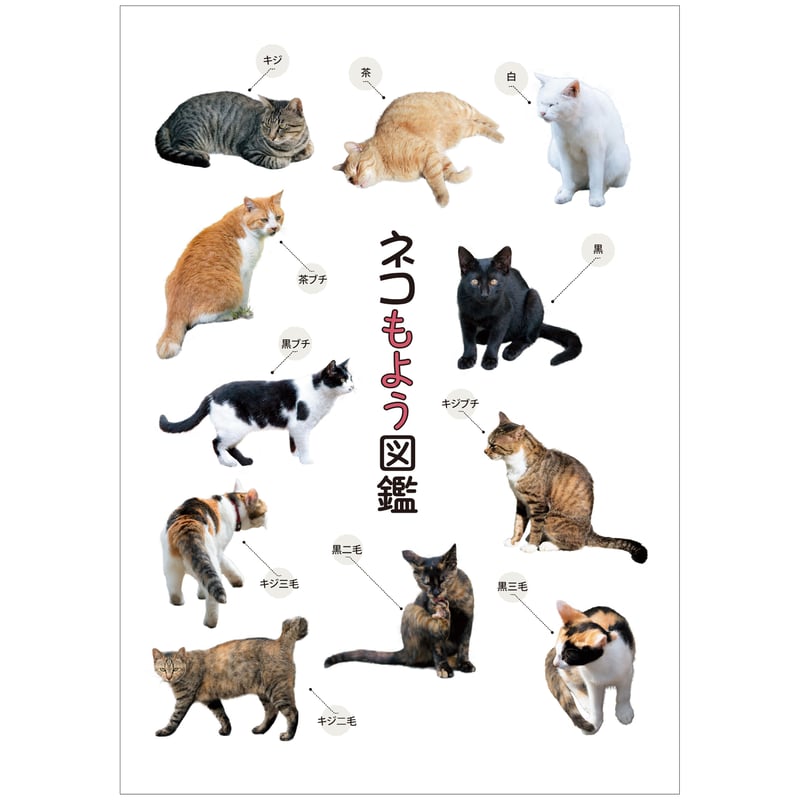 ネコもよう図鑑 クリアファイル | 化学同人グッズショップ