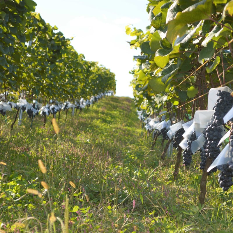 マスカット・ベーリーA 樽熟成 2021 | ART PAYSAN WINERY