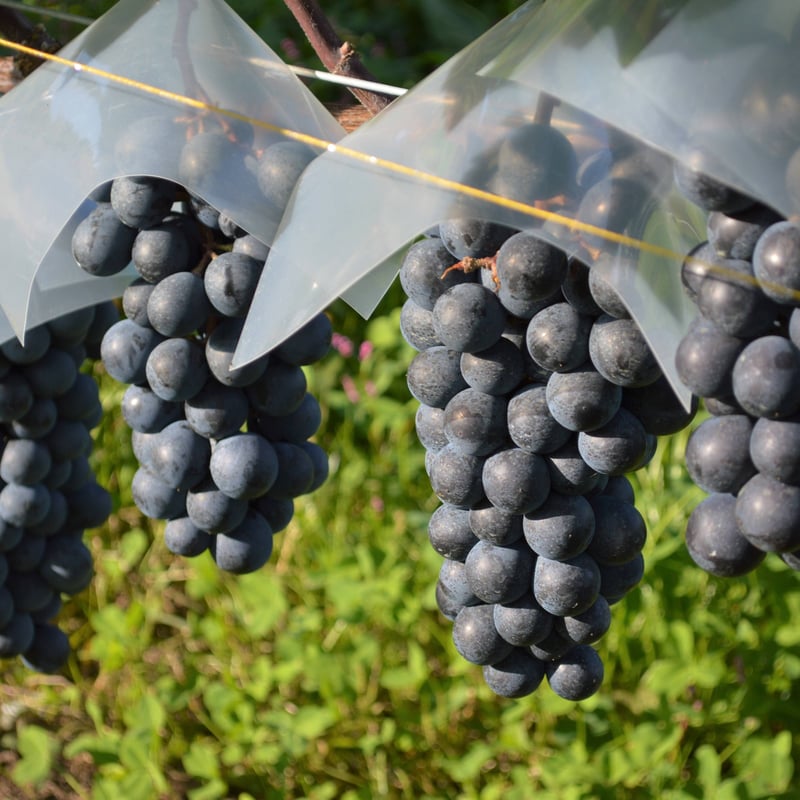 マスカット・ベーリーA 樽熟成 2021 | ART PAYSAN WINERY