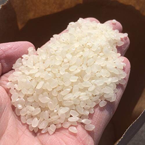 お試し特別価格数量限定】令和7年度産 新潟県産 従来コシヒカリ 100