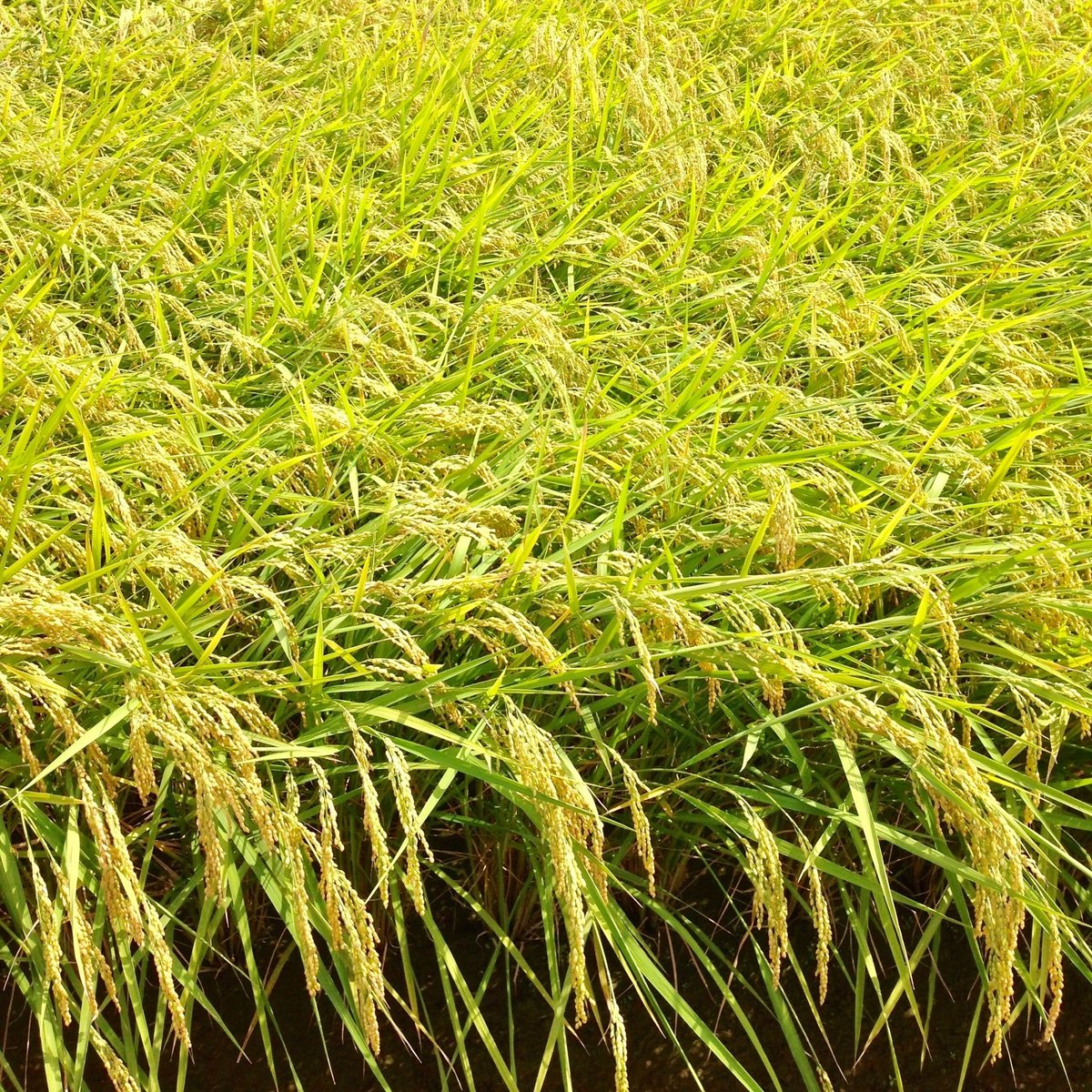 令和6年度産 新潟県産 従来コシヒカリ 100% 極レア 玄米 10Kg