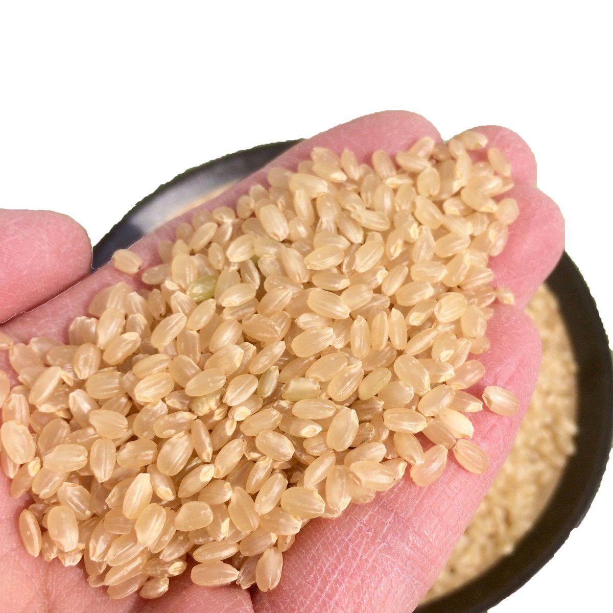 令和4年産新米☆新潟とちおコシヒカリ玄米10kgぴかぴか低温乾燥特栽米　米