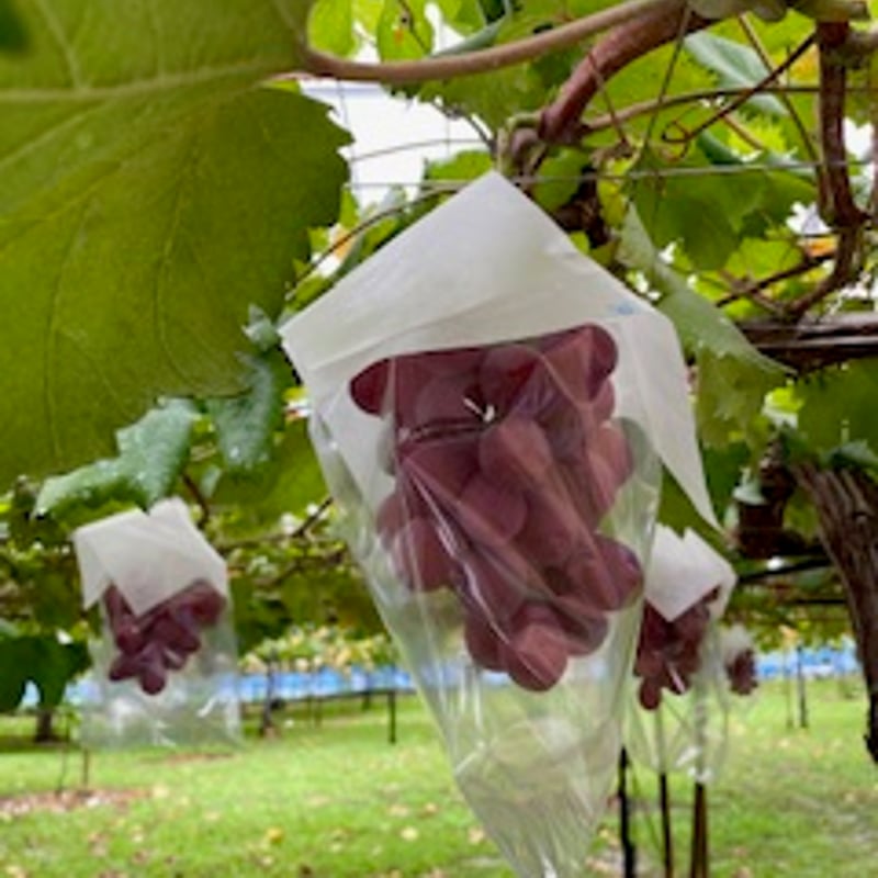 無添加 浅桑園の干しぶどう クイーンニーナ | 浅桑園オンラインストア