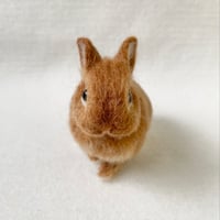 ［べにちゃん専用］