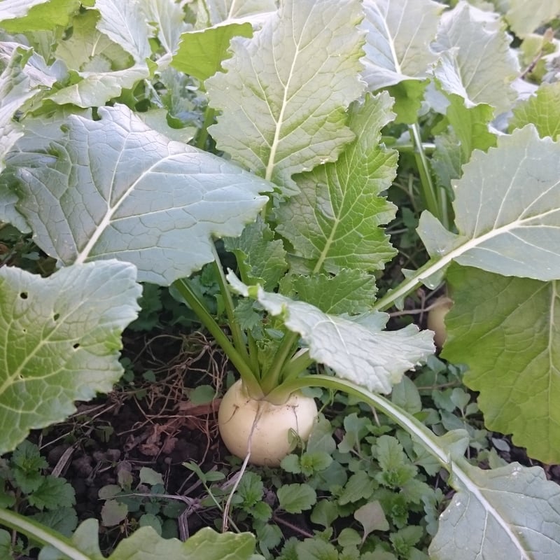 定期便・隔週コース】やまもり野菜セットM ※写真は初夏の一例 | やまもり畑