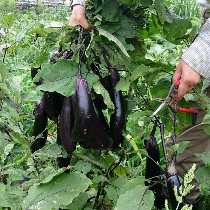 定期便・隔週コース】やまもり野菜セットM ※写真は初夏の一例 | やまもり畑