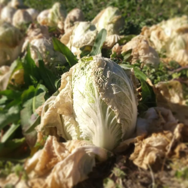 やまもり野菜セットＳ（定期便ではありません） ※写真はМサイズです。Sの内容量はMの約６割です...