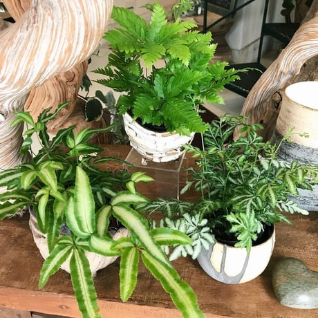 -商品紹介- 【suguru.のお話】※販売ページではありません