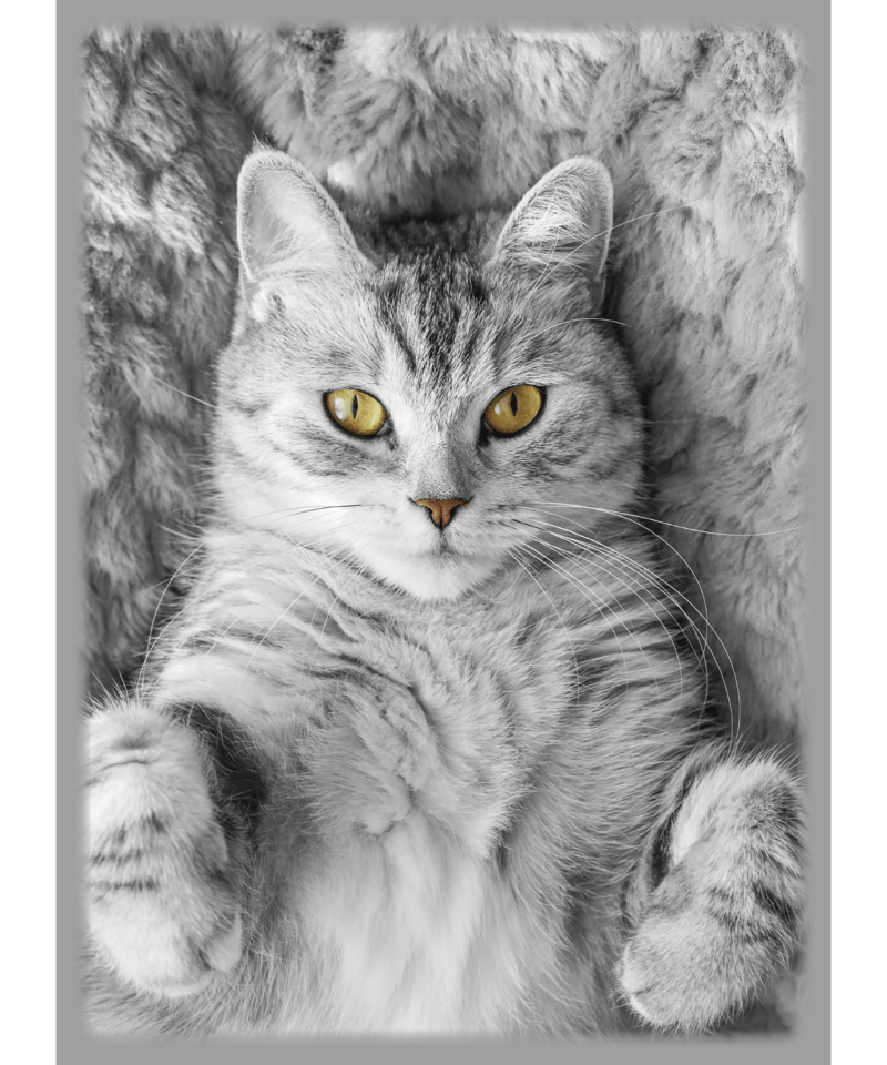 猫　キラリ　ブロッコリー　スリーブ 猫 キラリ ブロッコリー スリーブ スリーブ】ブロッコリーから