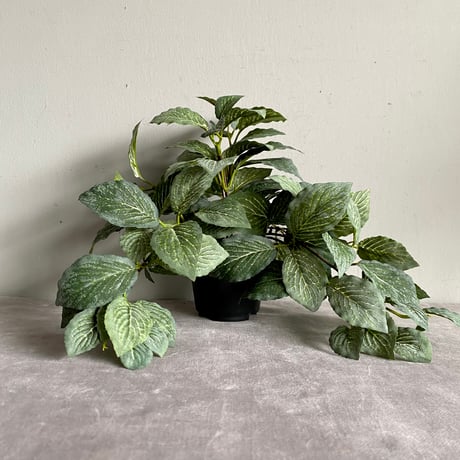 アーティフィシャルグリーン  フィットニア ポット