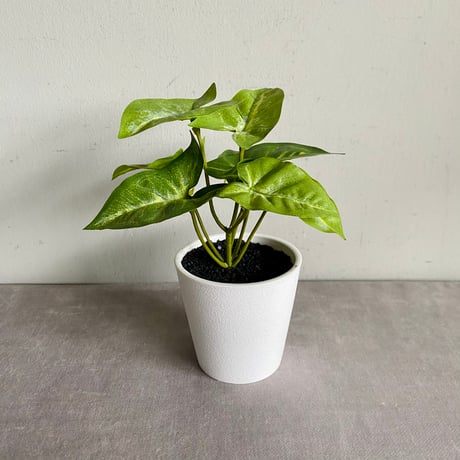 【tomato⚠追加】ハート♥型のツヤのある斑入り葉が魅力♪ペペロミア4号 tomato⚠追加】ハート♥型のツヤのある斑入り葉が魅力♪ペペロミア