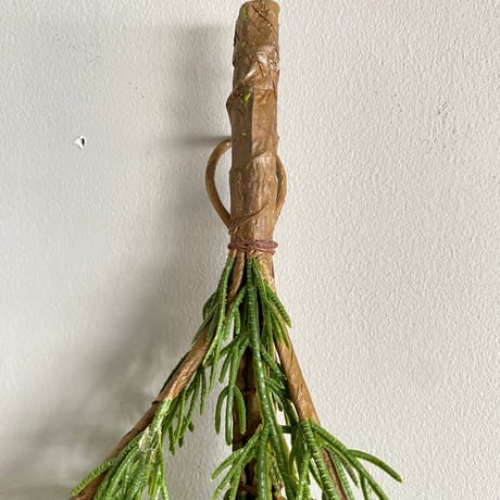 ヒバ スワッグ