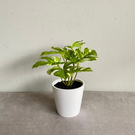 【tomato⚠追加】ハート♥型のツヤのある斑入り葉が魅力♪ペペロミア4号 tomato⚠追加】ハート♥型のツヤのある斑入り葉が魅力♪ペペロミア