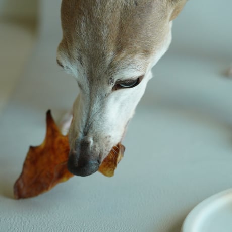 鶏トサカ
