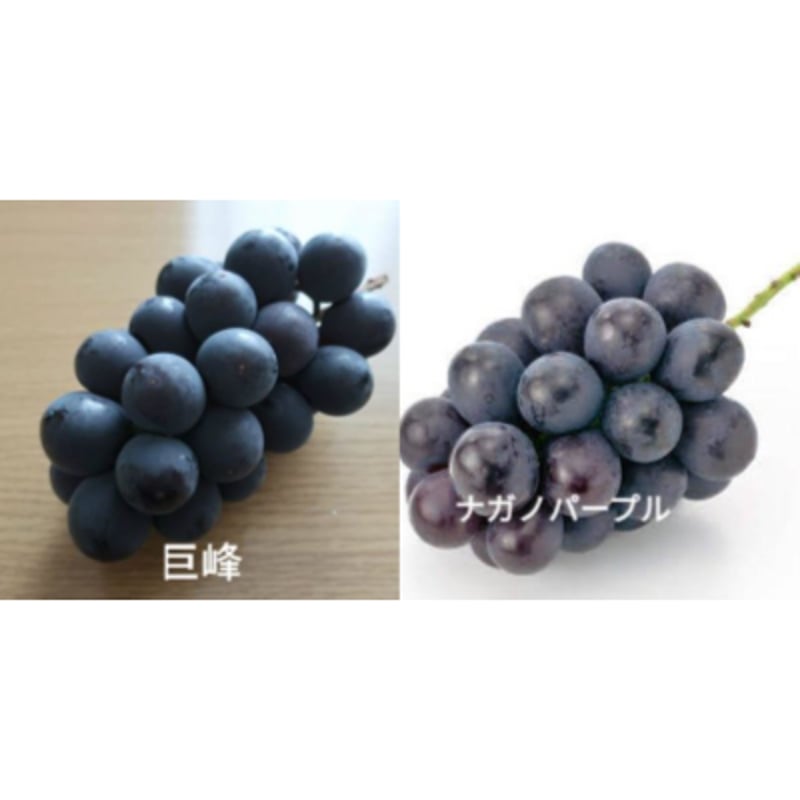 巨峰＋ナガノパープル】 2025年販売終了 | 馬場葡萄園