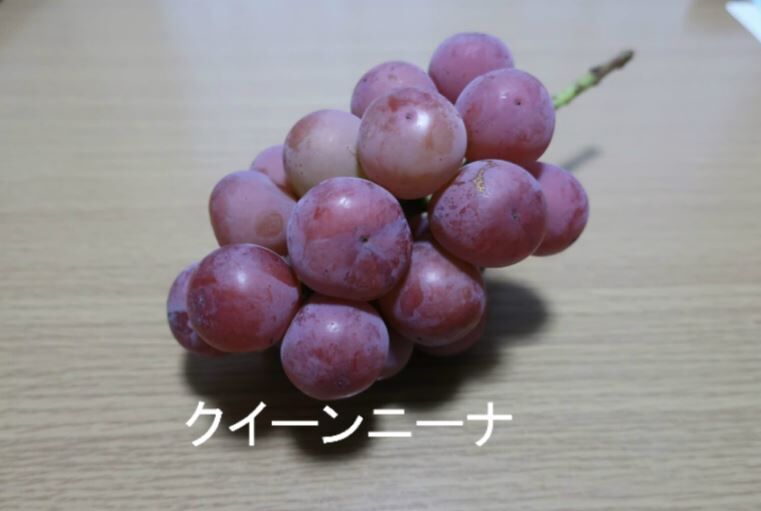 クイーンニーナ】 2025年販売終了 | 馬場葡萄園