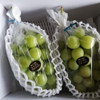 マスカット 先行予約＞内子町産 朝どりシャインマスカット （2kg）【2025年8