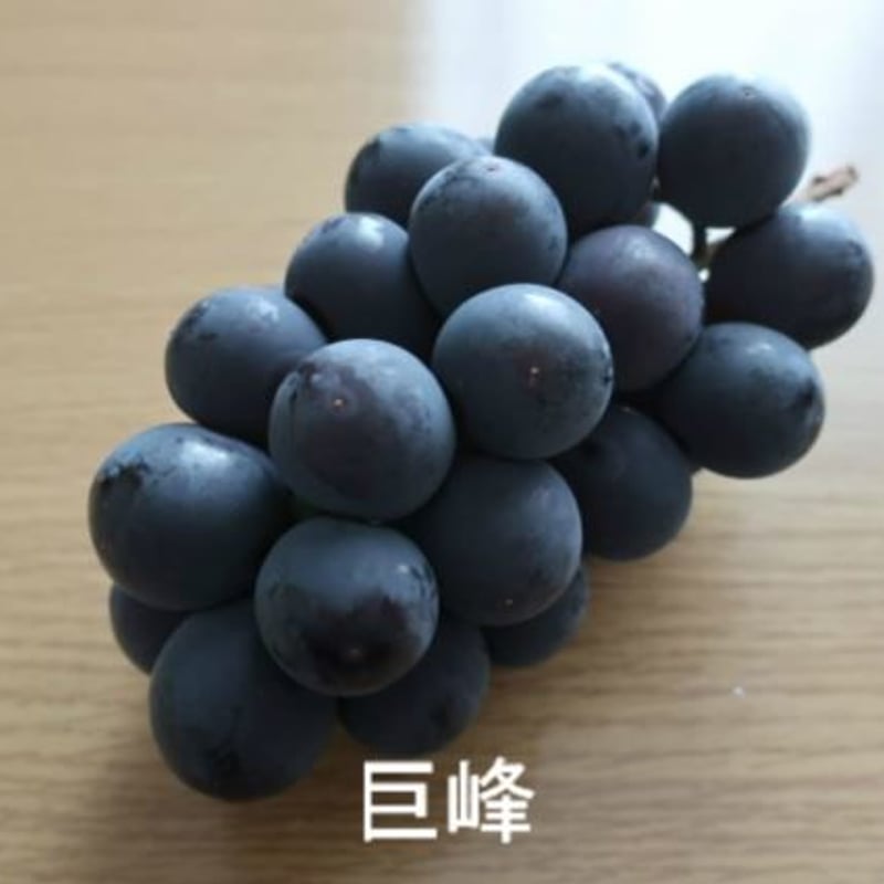 巨峰】 2026年販売終了 | 馬場葡萄園