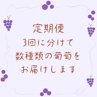 旬の葡萄 おまかせ定期便（全3回） 2026年販売終了