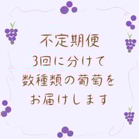 【不定期便　3回発送】葡萄セット　2024年販売終了