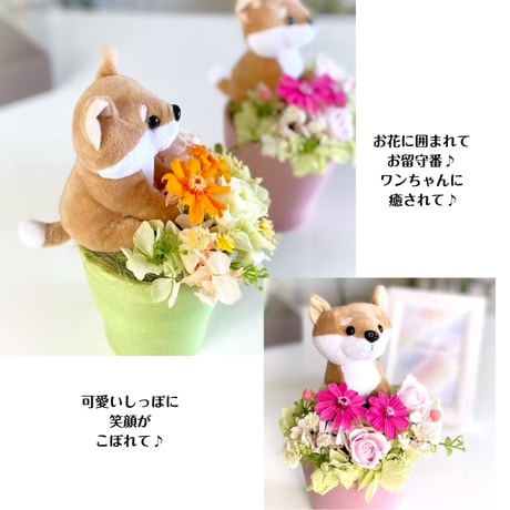 プリザーブドフラワー 誕生日 プレゼント 新築祝い 感謝 母の日 敬老の日 お見舞い 女性 20代 30代 40代 50代 60代 インテリア 可愛い犬 ワンちゃん