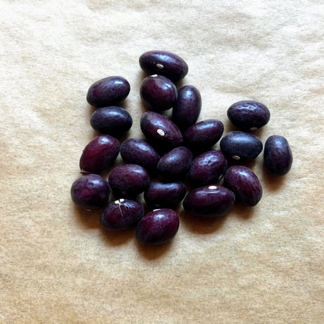 前川金時豆の種30粒  2023年産 　北海道の在来種