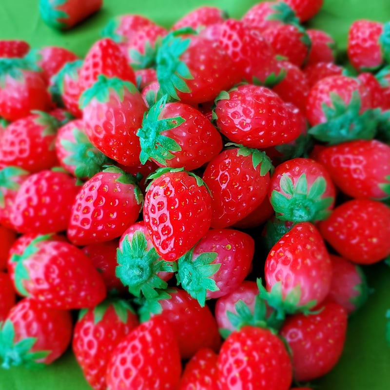 いちご」ヘタもついて色彩良いイチゴです。 | Food Sample Craftman Shop