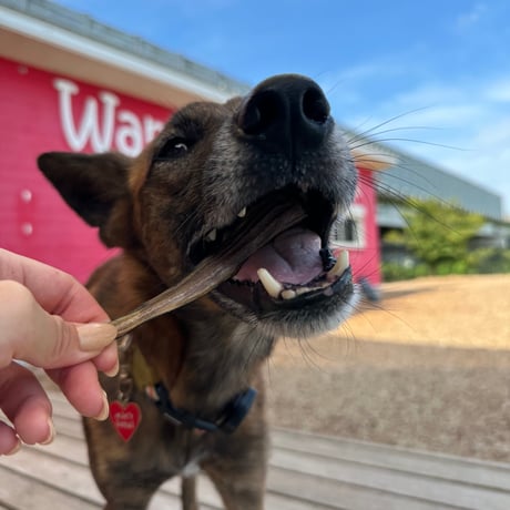 ハモしっぽ【Wancoworks Original】🐶賞味期限間近！