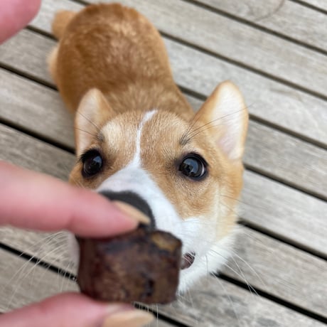 馬ラングサイコロビッツ【Wancoworks Original】🐶賞味期限間近！