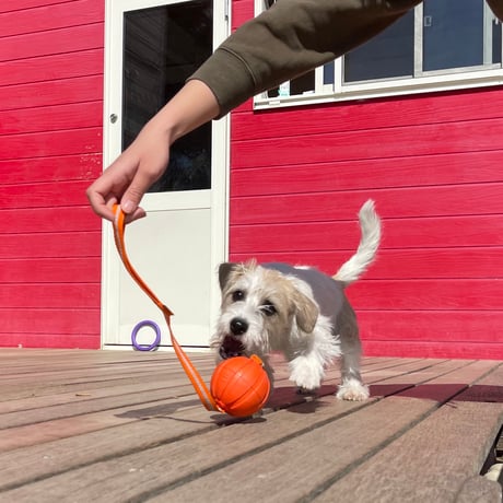 LIKER CORD7 愛犬をワクワクさせる魔法のロープ