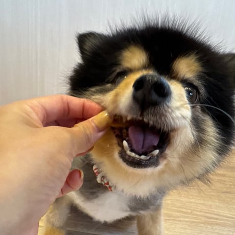 地鶏スティック【Wancoworks Original】 🐶賞味期限間近！