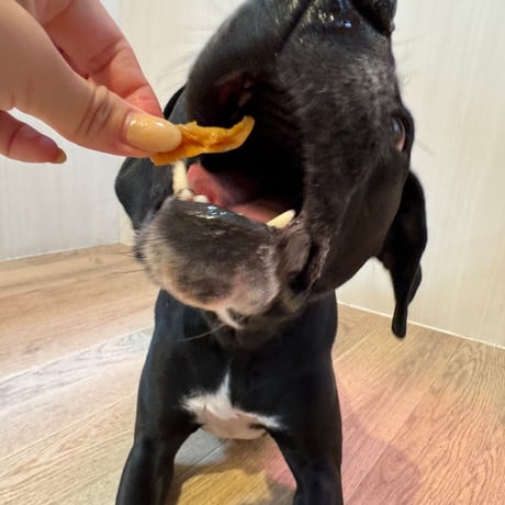 数量限定！とりやげん軟骨【Wancoworks Original】🐶賞味期限間近！