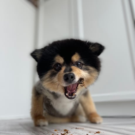 うなぎの頭【Wancoworks Original】🐶賞味期限間近！