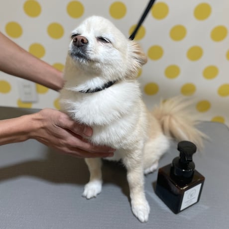 水のいらないシカシャンプー 250ml【子犬~シニア犬 すべての愛犬用】