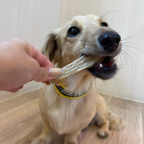 ひめたら【Wancoworks Original】 🐶賞味期限間近！