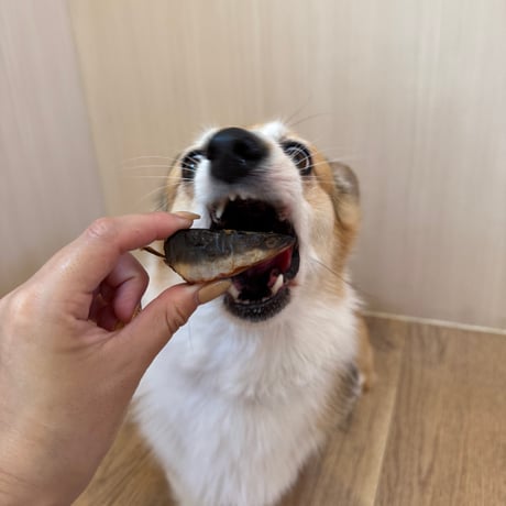うなぎの頭【Wancoworks Original】🐶賞味期限間近！